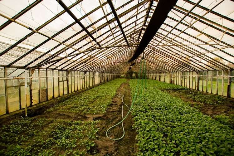 automated overhead irrigation system glass houses